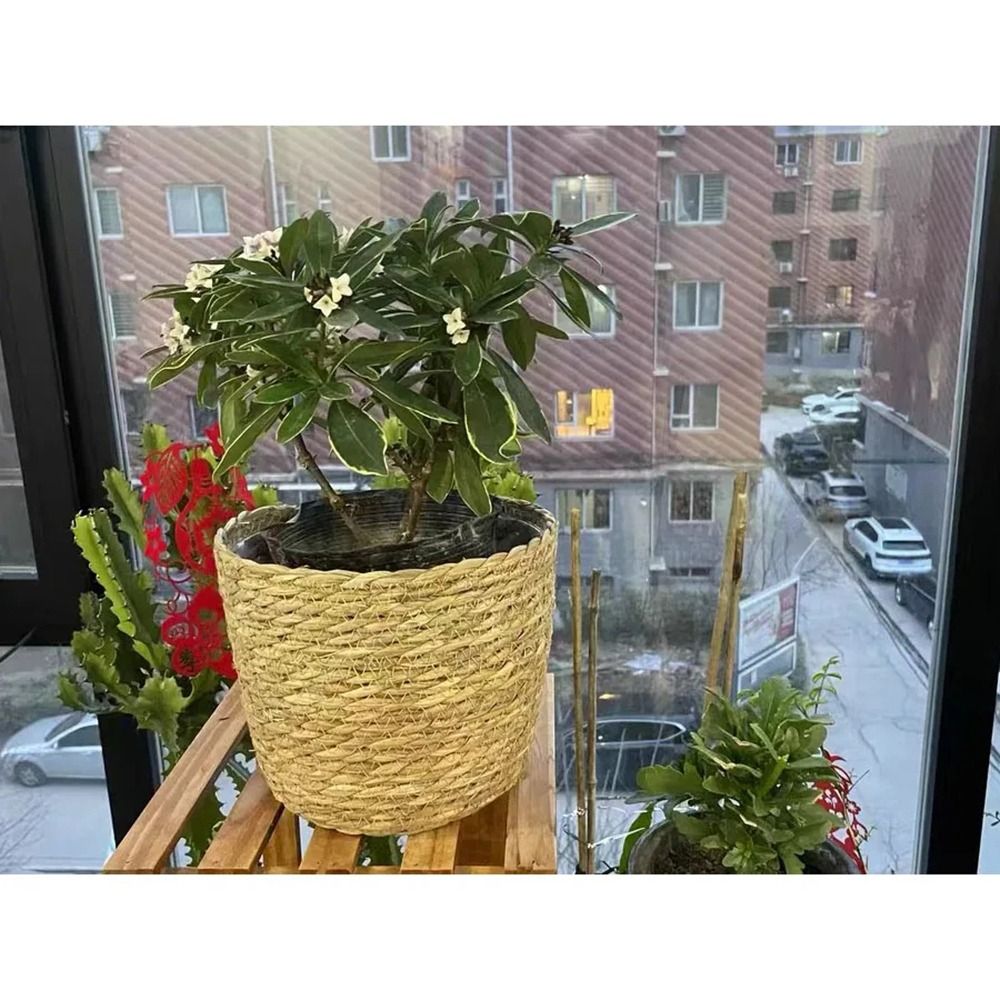 กระถางดอกไม้หวายสานสำหรับตกแต่ - Rattan Plant Basket บทวิจารณ์และราคา